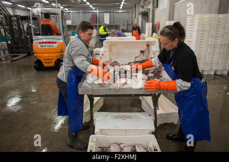 Fischverarbeitung in der niederländischen Fischauktion in Den Helder Stockfoto