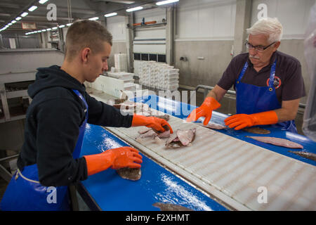 Fischverarbeitung in der niederländischen Fischauktion in Den helder Stockfoto