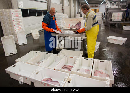 Fischverarbeitung in der niederländischen Fischauktion in Den helder Stockfoto