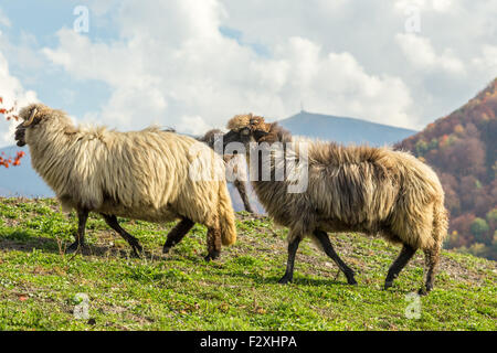 Tiere auf dem Bauernhof: Schafe grasen auf einer schönen grünen Weide Stockfoto