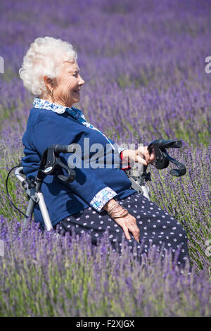 Ältere Frau saß im Juli an einem Tag der offenen Tür in der Lordington Lavender Farm, Lordington, Chichester, West Sussex UK, und genoss den Lavendel Stockfoto