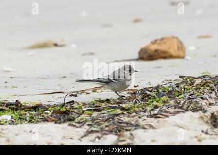 Juvenile Exemplar der Bachstelze, Motacilla Alba, Fütterung am Strand Stockfoto