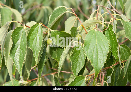 Blätter und Früchte der Europäischen Brennnessel Baum (Celtis Australis). Es ist ein Laubbaum native der Mittelmeer-Region Stockfoto