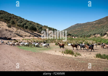 Herde von Ziegen in einer ländlichen Landschaft in der Provinz Ciudad Real, Spanien Stockfoto