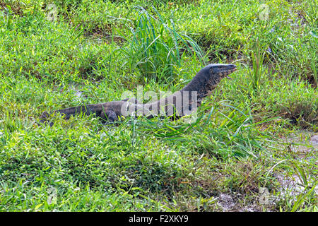 Waran im Bundala Nationalpark, Sri Lanka Stockfoto