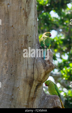 Sittiche im Bundala Nationalpark, Sri Lanka Stockfoto