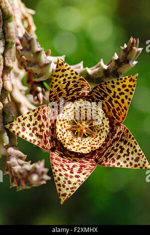 Seestern-Blume. Stapelia Variegata. Stockfoto