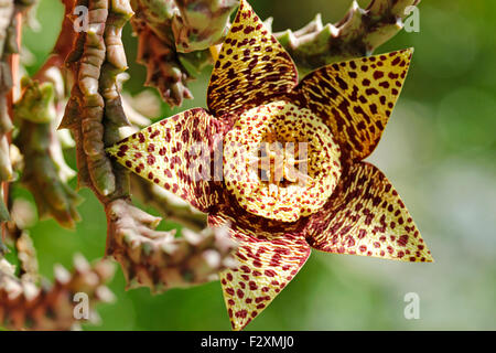 Seestern-Blume. Stapelia Variegata. Stockfoto