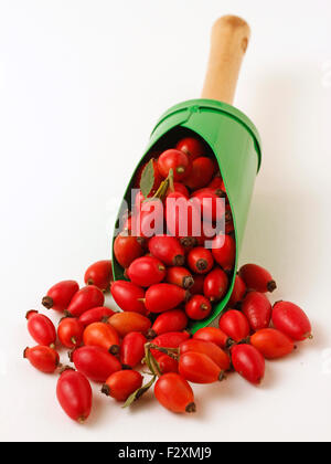 Hund Hagebutten. Rosa Canina. Stockfoto