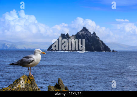 Seagul Skellig Rock Insel Irland Stockfoto