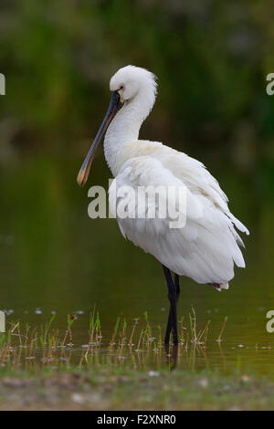 Eurasische Löffler, unreifen stehend im Wasser, Kampanien, Italien (Platalea Leucorodia) Stockfoto