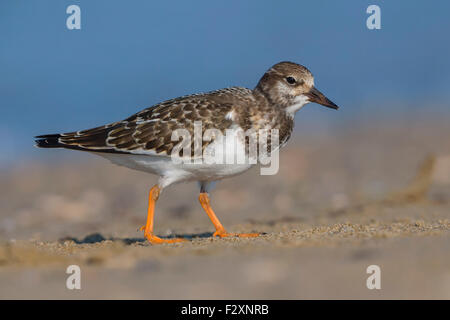 Ruddy Steinwälzer, stehend auf dem Strand, Kampanien, Italien (Arenaria Interpres) Stockfoto