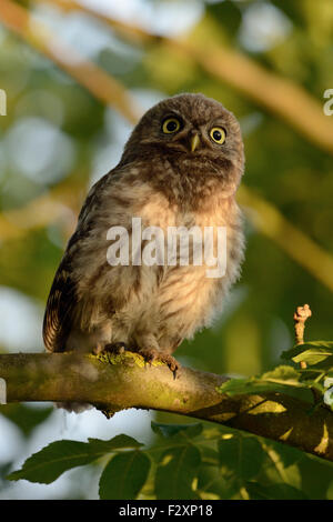 Minervas Eule / kleine Eule / Steinkauz (Athene Noctua) verlassen wird, Quietschen auf einem Ast in schönes Licht. Stockfoto