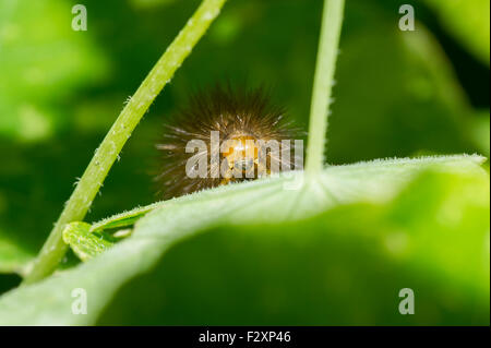 Blick von Angesicht zu Angesicht einer Buff Ermine (Spilosoma Luteum) Falter Raupe in einem Garten in East Yorkshire Stockfoto