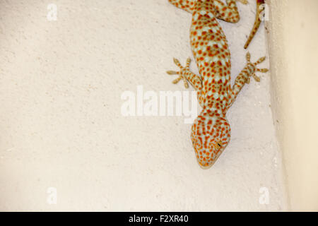 in dem Haus lebt in Thailand, ein Gecko an der Wand Stockfoto