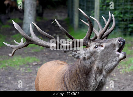 Acht-jährige alpha-Männchen im Bild Claudius in den Wildpark Eekholt Wildlife Park in der Nähe von Grossenaspe, Deutschland, 25. September 2015. Spurrinnenbildung Zeitraum, während, den die Hierarchie unter den Hirsch feststeht, läuft noch bis Anfang Oktober. Die Tiere sind aktiver als üblich zu diesem Zeitpunkt vor allem in der Dämmerung und Morgengrauen, wenn sie eine Gefahr auf den Straßen darstellen. FOTO: CARSTEN REHDER/DPA Stockfoto