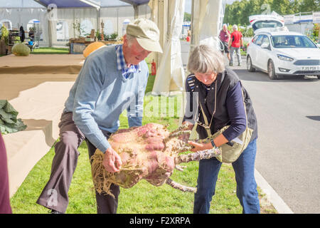 Malvern, Worcestershire, UK. 25. September 2015. Malvern-Herbst-Show in drei Grafschaften Showground.  -UK Riesen Gemüse Meisterschaften. Peter Grazebrook und seine Frau tragen einen riesigen Schwede abgewogen werden für die Show. Bildnachweis: Ian Thwaites/Alamy Live-Nachrichten Stockfoto