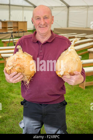 Malvern, Worcestershire, UK. 25. September 2015. Malvern-Herbst-Show in drei Grafschaften Showground - UK Riesen Gemüse Meisterschaften.  Joe Atherton zeigt eine Auswahl seiner riesigen Zwiebeln. Bildnachweis: Ian Thwaites/Alamy Live-Nachrichten Stockfoto