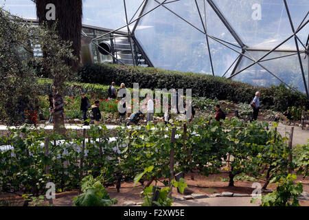 DAS MEDITERRANE BIOM IM EDEN PROJECT. BODELVA CORNWALL UK. Stockfoto