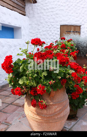 TOPF GEWACHSEN PELARGONIEN AUF DER MEDITERRANEN TERRASSE. Stockfoto