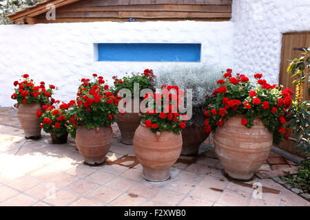 TOPF GEWACHSEN PELARGONIEN AUF DER MEDITERRANEN TERRASSE. Stockfoto