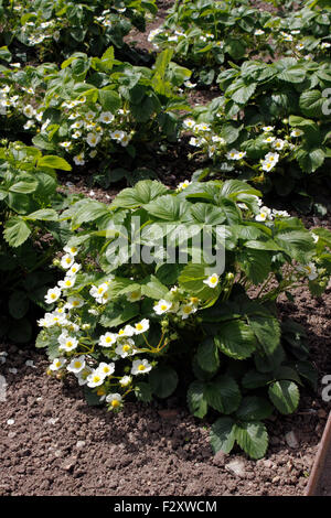 ERDBEEREN PFLANZEN IN BLÜTE. ROYAL SOVEREIGN. FRAGRIA ANANASSA Stockfoto