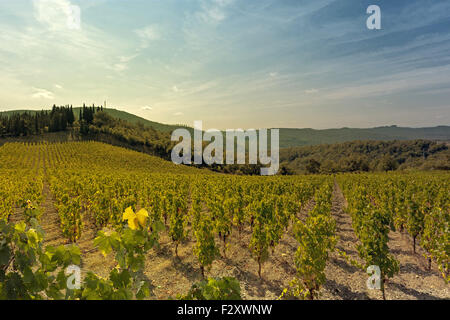 Ein Bild, das erinnert an die typische Landschaft von den Hügeln der Toskana, im Chianti-Gebiet in Italien. Im Hintergrund, Ernten von gr Stockfoto