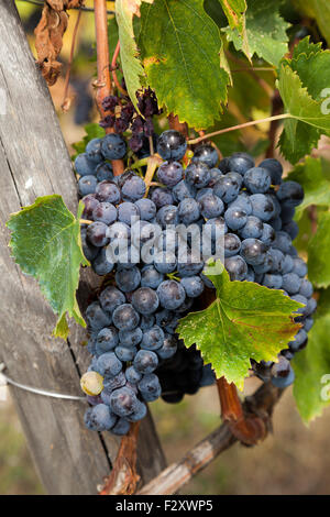 Trauben von roten Trauben reif, reif für die Ernte für den Jahrgang des Weines. Stockfoto