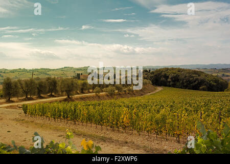 Reihen von roten Trauben in einem Feld von einem Weinberg. Feld angebaut Weinberge in der Chianti-Region der Toskana, Italien. Stockfoto
