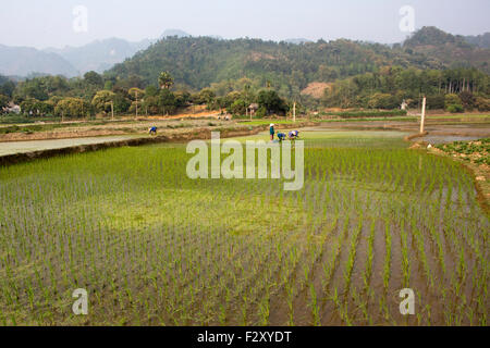 Reisanbau in Sapa, Nord-Vietnam Stockfoto
