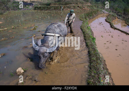 Pflügen Reisfelder in Sapa, Nord-Vietnam Stockfoto