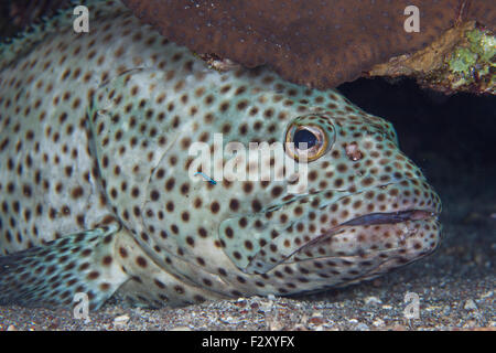 Fettig Zackenbarsch in eine Reinigungsstation gereinigt von Juvenile Cleaner Wrasse Stockfoto