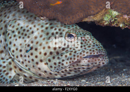 Fettig Zackenbarsch in eine Reinigungsstation gereinigt von Juvenile Cleaner Wrasse Stockfoto