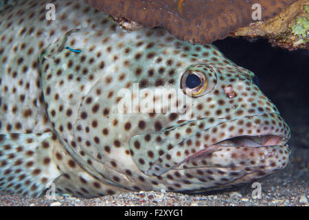 Fettig Zackenbarsch in eine Reinigungsstation gereinigt von Juvenile Cleaner Wrasse Stockfoto