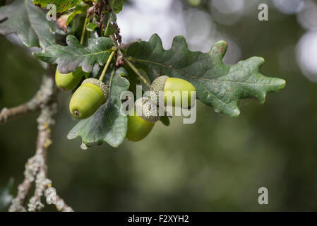 Englisch oder Pedunculate Eiche (Quercus Robur). Blätter und Eicheln, Frühherbst Stockfoto