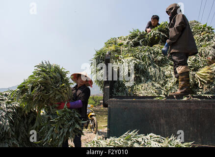 Ernte Artischocken in Vietnam Stockfoto