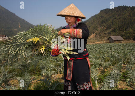 Ernte Artischocken in Vietnam Stockfoto