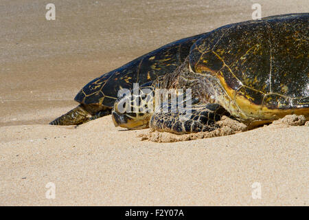 Grüne Meeresschildkröten (Chelonia Mydas) ruhen am Strand von Ho'okipa Beach Park, Paia, Maui, Hawaii, im August Stockfoto
