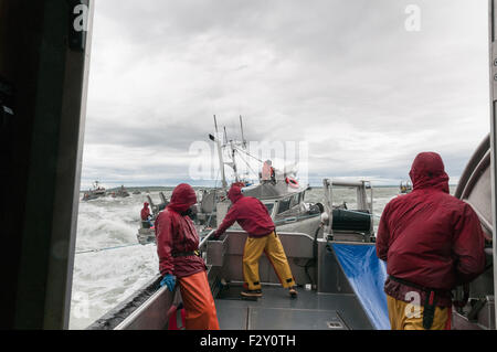 Fallen im Netz für Rotlachs und versucht, Outmanuever das andere Boot.  Naknek River, Bristol Bay, Alaska. Stockfoto