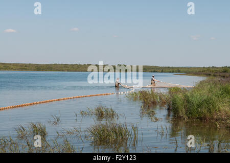 Biologen aus Alaska Fisch und Wild zu fangen und wiederkehrenden Sockeye Lachs probieren.  Naknek River, Bristol Bay, Alaska. Stockfoto