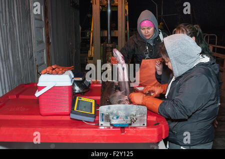 Biologen von Alaska Fish and Game nehmen Skala Probe für Alter und Genetik der Rückkehr Sockeye Lachs.  Naknek, Bristol Bay, A Stockfoto