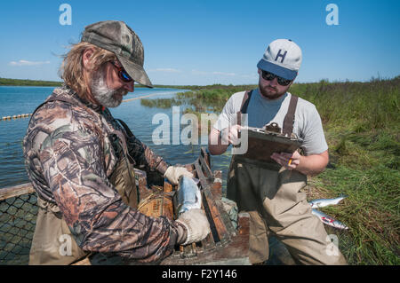 Biologen aus Alaska Fisch und Wild zu fangen und wiederkehrenden Sockeye Lachs probieren.  Naknek River, Bristol Bay, Alaska. Stockfoto