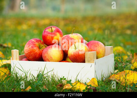 Die Reifen Äpfel in Holzkiste im Garten. Herbstlandschaft Stockfoto