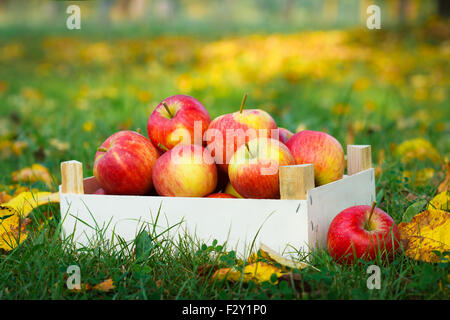 Die Reifen Äpfel in Holzkiste im Garten. Herbstlandschaft Stockfoto