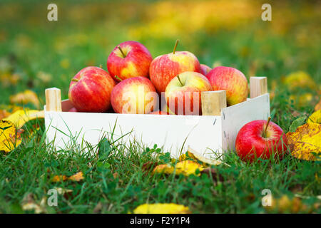 Die Reifen Äpfel in Holzkiste im Garten. Herbstlandschaft Stockfoto