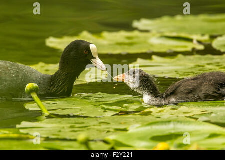 ein Wasserhuhn und ihre jungen Stockfoto