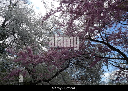 Rosa und weiße Kirschblüten Stockfoto