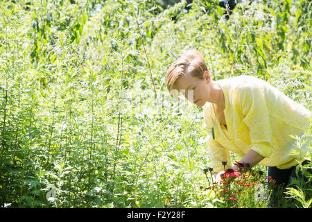 Eine junge Frau in Beeten, umgeben von Pflanzen und Blumen pflücken. Stockfoto