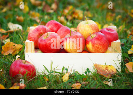 Die Reifen Äpfel in Holzkiste im Garten. Herbstlandschaft Stockfoto