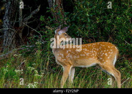 Sika Doe Assateague Insel Stockfoto